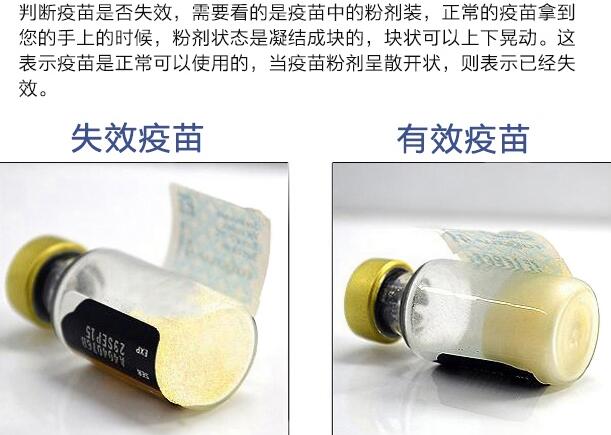 如何辨別輝瑞衛(wèi)佳疫苗真假?(圖1) 如何辨別輝瑞衛(wèi)佳疫苗真假?(圖1)